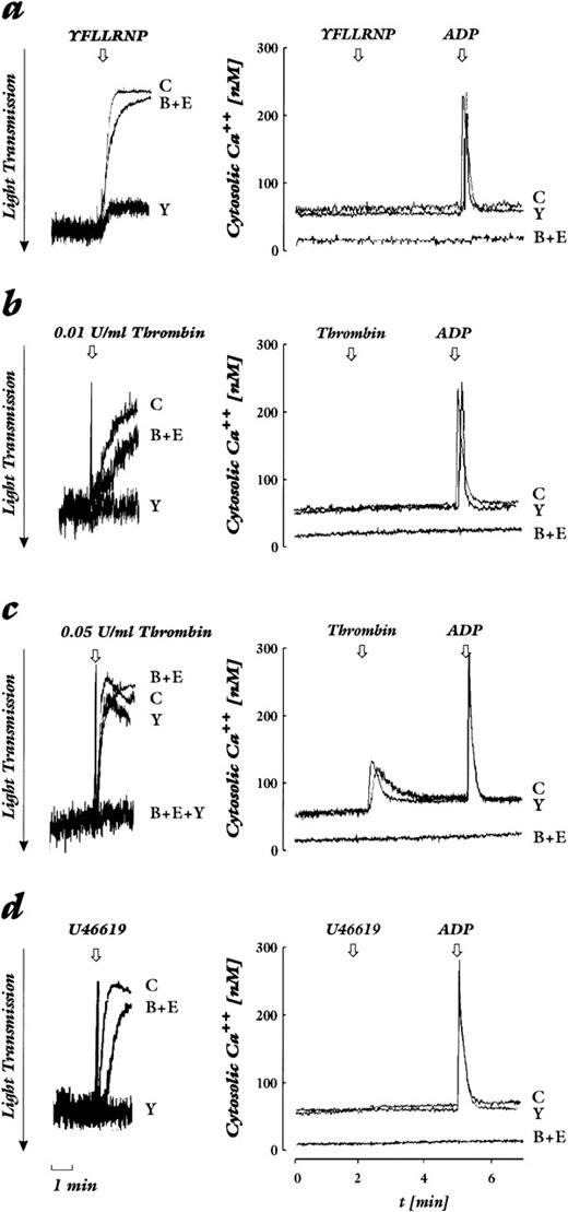 Fig. 1. Effect of Rho-kinase inhibition by Y-27632 and chelation of cytosolic Ca2+ by BAPTA plus EGTA on shape change (left) and cytosolic calcium levels (right). Platelets loaded with Fura2-AM were stimulated by various agonists. Shown are untreated control samples (C), samples preincubated with 20 μmol/L Y-27632 (Y), 20 μmol/L BAPTA-AM + 2 mmol/L EGTA (B+E), or both (B+E+Y). The arrow indicates addition of the agonist. Decrease of light transmission together with the disappearance of oscillations are indicative of shape change. (a) YFLLRNP (300 μmol/L). (b) Lower concentration of thrombin (0.01 U/mL). (c) Higher concentration of thrombin (0.05 U/mL). (d) U46619 (50 nmol/L). (e) ADP (2 μmol/L). (f) CRP (0.05 μg/mL). (g) Ionomycin (100 nmol/L). Results are representative of 4 to 6 independent experiments.