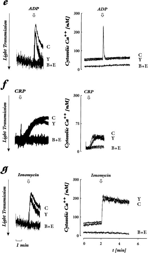 Fig. 1. Effect of Rho-kinase inhibition by Y-27632 and chelation of cytosolic Ca2+ by BAPTA plus EGTA on shape change (left) and cytosolic calcium levels (right). Platelets loaded with Fura2-AM were stimulated by various agonists. Shown are untreated control samples (C), samples preincubated with 20 μmol/L Y-27632 (Y), 20 μmol/L BAPTA-AM + 2 mmol/L EGTA (B+E), or both (B+E+Y). The arrow indicates addition of the agonist. Decrease of light transmission together with the disappearance of oscillations are indicative of shape change. (a) YFLLRNP (300 μmol/L). (b) Lower concentration of thrombin (0.01 U/mL). (c) Higher concentration of thrombin (0.05 U/mL). (d) U46619 (50 nmol/L). (e) ADP (2 μmol/L). (f) CRP (0.05 μg/mL). (g) Ionomycin (100 nmol/L). Results are representative of 4 to 6 independent experiments.