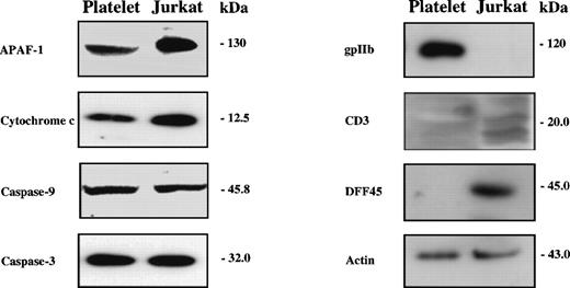 Fig. 1. Human platelets contain caspases and caspase activators. Whole-cell lysates (25 μg protein) were subjected to SDS-PAGE and Western blotting with antibodies against apoptotic proteins (APAF-1, cytochrome c, caspase-9, caspase-3, DFF45), a platelet marker (gpIIb), a T-cell marker (CD3), and actin as a loading control. The presented blots were performed with lysates from platelet concentrates. Comparable results were obtained with freshly isolated platelets.