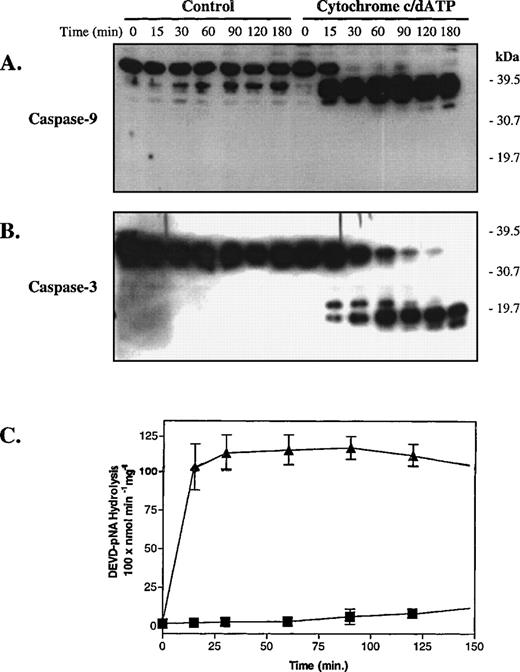 Fig. 2. Cytochrome c and dATP initiate sequential caspase-9 and caspase-3 activation in platelet cytosolic extracts. Platelet cytosolic extracts derived from hospital concentrates (final concentration, 5 mg protein/mL) were treated with buffer or cytochrome c (10 μmol/L) and dATP (1 mmol/L) and then analyzed by SDS-PAGE and Western blotting (35 μg protein/lane). (A) Procaspase-9 processing in response to cytochrome c and dATP. (B) The blot from (A) was stripped and reprobed with anti–caspase-3 antibodies. At the indicated times after incubation with buffer (▪) or cytochrome c and dATP (▴), aliquots (75 μg protein) of cell-free reactions were analyzed for activity against DEVD-pNA (C). (A) and (B) are representative of 3 independent experiments. In (C), error bars represent the SEM, N = 3.