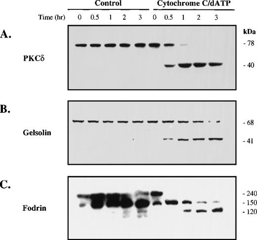 Fig. 3. Cytochrome c and dATP-dependent caspase activation promotes proteolysis of apoptotic substrates. Cell-free reactions were prepared as described in the legend to Fig 2. At the indicated times, portions (50 μg protein) of the extract were removed for Western blotting with antibodies against PKCδ (A), gelsolin (B), or fodrin (C). Molecular weights (kD) are listed for the endogenous and cleaved forms.