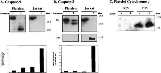 Fig. 4. Caspase activation accompanies apoptosis but not platelet activation. Platelets were activated with calcium ionophore A23187 (2 μmol/L) for 15 minutes at 37°C. For comparison, control and apoptotic (6 hours post UVB-treatment) Jurkat cells were examined in parallel with platelets. Platelet activation and apoptosis were confirmed by monitoring cell shrinkage (decreased forward scatter) and PS externalization by FACS analysis as detailed in the text. Cell lysates were analyzed by SDS-PAGE and Western blotting (50 μg protein/lane) with antibodies against caspase-9 (A) and caspase-3 (B). Fifty micrograms of lysate were also assayed against LEHD-AFC and DEVD-AFC to detect caspase-9–like (A, bottom panel) and caspase-3–like activity (B, bottom panel). In (C), control and A2387-treated platelets were subjected to subcellular fractionation. The cytosolic (S15) and mitochondrial (P15) fractions (40 μg protein) were then subjected to SDS-PAGE and Western blotting with anti-cytochrome c antibodies. The presented data are representative of 3 independent experiments.