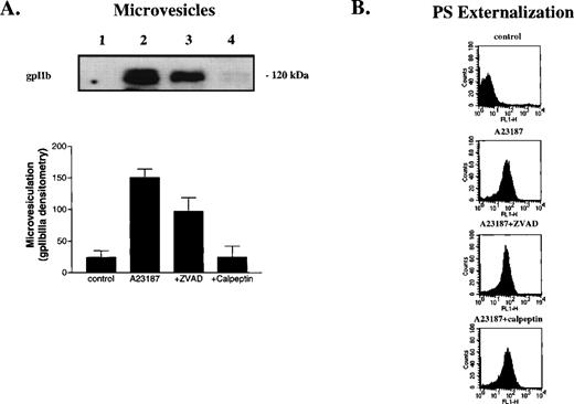 Fig. 5. Calpain inhibition prevents platelet microvesiculation, caspase processing, and apoptotic substrate cleavage, but not PS externalization. Platelets were preincubated with vehicle (lanes 1 and 2), ZVAD-fmk (25 μmol/L; lane 3) or calpeptin (25 μmol/L; lane 4) for 30 minutes at room temperature and then treated with buffer (lane 1) or A23187 (lanes 2 through 4) for 15 minutes at 37°C. Microvesicles were then isolated from platelet supernatants as described in Materials and Methods and analyzed by Western blotting (10-μL aliquots/lane) with anti-gpIIb antibodies (A). The graph in (A) shows the extent of microvesiculation as assessed by gpIIb densitometry (arbitrary units). In (B), plasma membrane PS externalization was determined by annexin V-FITC binding and FACS analysis. (C) Whole-cell lysates analyzed by Western blotting with antibodies against caspase-9, caspase-3, gelsolin, and PKCδ (50 μg protein/lane). (D) Inhibition of 100 nmol/L purified calpain and caspase-3 by ZVAD-fmk (•) and calpeptin (▪). Error bars represent the SEM, N = 4.