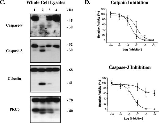 Fig. 5. Calpain inhibition prevents platelet microvesiculation, caspase processing, and apoptotic substrate cleavage, but not PS externalization. Platelets were preincubated with vehicle (lanes 1 and 2), ZVAD-fmk (25 μmol/L; lane 3) or calpeptin (25 μmol/L; lane 4) for 30 minutes at room temperature and then treated with buffer (lane 1) or A23187 (lanes 2 through 4) for 15 minutes at 37°C. Microvesicles were then isolated from platelet supernatants as described in Materials and Methods and analyzed by Western blotting (10-μL aliquots/lane) with anti-gpIIb antibodies (A). The graph in (A) shows the extent of microvesiculation as assessed by gpIIb densitometry (arbitrary units). In (B), plasma membrane PS externalization was determined by annexin V-FITC binding and FACS analysis. (C) Whole-cell lysates analyzed by Western blotting with antibodies against caspase-9, caspase-3, gelsolin, and PKCδ (50 μg protein/lane). (D) Inhibition of 100 nmol/L purified calpain and caspase-3 by ZVAD-fmk (•) and calpeptin (▪). Error bars represent the SEM, N = 4.