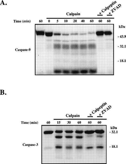 Fig. 6. Purified calpain removes the prodomain of caspase-9 and caspase-3 via specific limited proteolysis. Calpain (100 nmol/L) was reacted with 35S-procaspase-9 (5 μL; A) or recombinant procaspase-3 (10 μmol/L; B) in the absence and presence of calpeptin (1 μmol/L) or ZVAD-fmk (1 μmol/L) and the products were analyzed by SDS-PAGE and autoradiography (A) or staining with Coomassie Blue (B). To determine whether calpain activates procaspase-3, we treated the procaspase with calpain and then measured caspase-3 activity by monitoring DEVD-AFC hydrolysis as shown in (C). The graph shows DEVD-AFC hydrolysis by procaspase-3 (1), procaspase-3 reacted with calpain (2), granzyme B (3), or calpain then granzyme B (4) (error bars represent the SEM, N = 3). Columns 5 and 6 show the DEVDase activity of calpain and granzyme B, respectively. In (D), purified procaspase-9 and procaspase-3 were digested with calpain and the products sequenced by Edman degradation. The insets show the calpain cleavage sites. C287 and C163 denote the caspase-9 and caspase-3 active site cysteines. The shaded areas between the caspase large and small subunits represent the inter-domain linker that is removed upon caspase activation.
