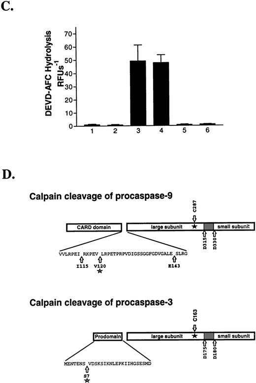 Fig. 6. Purified calpain removes the prodomain of caspase-9 and caspase-3 via specific limited proteolysis. Calpain (100 nmol/L) was reacted with 35S-procaspase-9 (5 μL; A) or recombinant procaspase-3 (10 μmol/L; B) in the absence and presence of calpeptin (1 μmol/L) or ZVAD-fmk (1 μmol/L) and the products were analyzed by SDS-PAGE and autoradiography (A) or staining with Coomassie Blue (B). To determine whether calpain activates procaspase-3, we treated the procaspase with calpain and then measured caspase-3 activity by monitoring DEVD-AFC hydrolysis as shown in (C). The graph shows DEVD-AFC hydrolysis by procaspase-3 (1), procaspase-3 reacted with calpain (2), granzyme B (3), or calpain then granzyme B (4) (error bars represent the SEM, N = 3). Columns 5 and 6 show the DEVDase activity of calpain and granzyme B, respectively. In (D), purified procaspase-9 and procaspase-3 were digested with calpain and the products sequenced by Edman degradation. The insets show the calpain cleavage sites. C287 and C163 denote the caspase-9 and caspase-3 active site cysteines. The shaded areas between the caspase large and small subunits represent the inter-domain linker that is removed upon caspase activation.