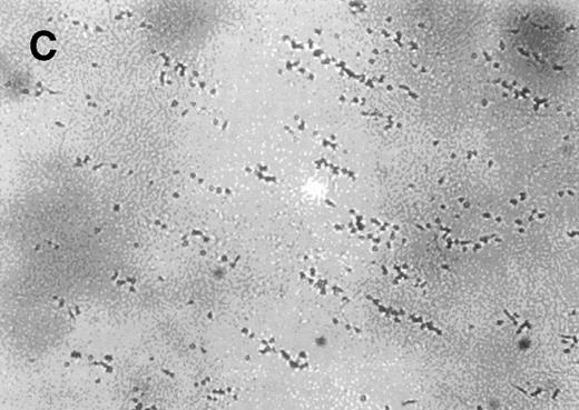 Fig. 6. The effect of the S-nitroso-AR545C or AR545C on platelet interaction with ECM under flow conditions (shear rate of 1,300 s−1). Citrated whole blood (0.25 mL) was tested in the cone-plate viscometer analysis system after a 10-minute preincubation with either control buffer, 1.5 μmol/L AR545C, or 1.5 μmol/L S-nitroso-AR545C, and shown in representative field of the video screen (A, B, and C, respectively). The corresponding frequency histograms (D, E, and F, respectively) for the size distribution of the adhered platelets and platelet aggregates are also depicted.
