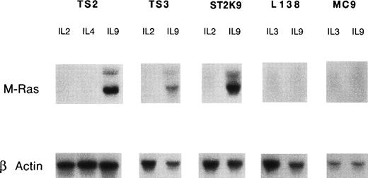 Fig. 1. IL-9 induces expression of M-Ras. IL-9–responsive cell lines were cultured for 10 days in medium containing saturating concentrations of the indicated cytokines: 100 U/mL IL-2, 200 U/mL IL-4, or 200 U/mL IL-9 for T-helper–cell clones (TS2, ST2K9, and TS3), and 200 U/mL of IL-3 or 200 U/mL of IL-9 for mast cell lines (L138 and MC9). After electrophoresis of 10 μg of total RNA and transfer on nitrocellulose, filters were hybridized with a 32P-labeled mouse M-Ras cDNA probe. Hybridization with a β-actin probe confirmed that comparable amounts of RNA had been loaded in each lane.