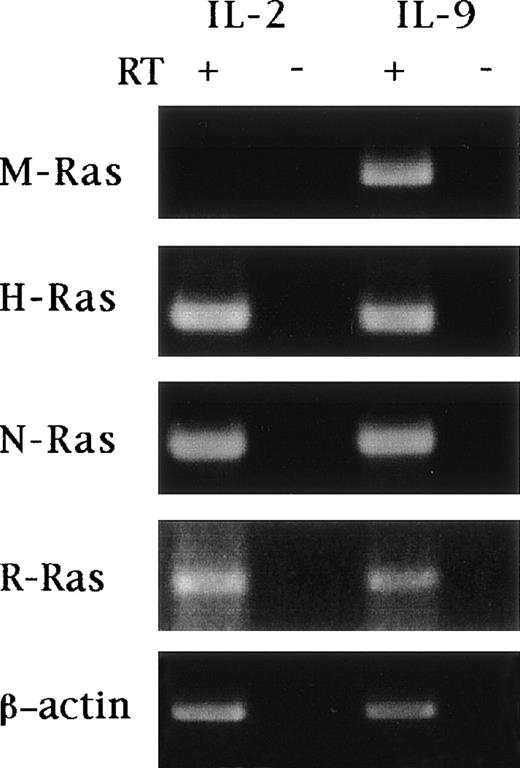 Fig. 2. IL-9 does not regulate expression of other members of the Ras family. TS2 cells were cultured for 3 days in the presence of 100 U/mL IL-2 or 200 U/mL IL-9. Total RNA was extracted and RT-PCR amplification was performed as described in Materials and Methods, using specific oligonucleotides listed in Table 1. Amplifications were performed at 94°C for 30 seconds, 58°C to 62°C for 1 minute, 72°C for 1.5 minutes, with a total number of 18 cycles for β-actin or 35 cycles for M-, H-, N-, and R-Ras. Samples where the reverse transcriptase (RT) was omitted were used as negative controls for each condition. The post-PCR products were analyzed in ethidium bromide–stained 1.5% agarose gel. The specificity of the PCR amplification was checked by sequencing the PCR products.
