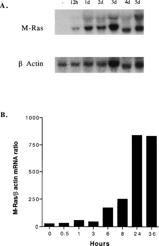 Fig. 3. Kinetics of induction of M-Ras in TS2 cell. TS2 cells growing in the presence of IL-2 (100 U/mL) were washed and incubated with 200 U/mL of IL-9. Two independent experiments are shown. (A) Northern blots were prepared with 10 μg of total RNA isolated from cells stimulated for the indicated times, in hours (h) or in days (d). Filters were probed with a 32P-labeled mouse M-Ras cDNA. (B) M-Ras expression was monitored by RT-PCR and normalized with β-actin expression as described in Materials and Methods. M-Ras/β-actin ratios are arbitrary units.