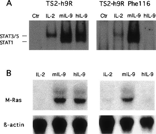 Fig. 6. IL-9–induced M-Ras expression in TS2 cells expressing wild-type or mutant hIL-9R. (A) Electromobility shift assay using a STAT-binding oligonucleotide. TS2 transfectants were stimulated for 10 minutes with IL-2, mIL-9, or hIL-9 (which does not bind the endogenous murine receptor) and nuclear extracts were prepared, and the electromobility shift assay was performed with the GRR oligonucleotide as described in Materials and Methods. (B) Northern blot analysis of M-Ras expression. The same cells were cultured for 48 hours in the presence of 200 U/mL of either IL-2 or murine IL-9, or 500 U/mL of human IL-9. Northern blots were prepared with 10 μg of total RNA and hybridized as described in Fig 1.