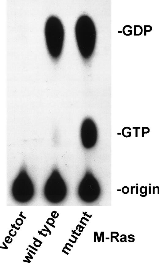 Fig. 8. Constitutive active M-Ras mutants bind GTP. Thin-layer chromatography of in vivo 32P-labeled GDP and GTP eluted from M-Ras immunoprecipitated from BAF-3 cells transfected with the indicated experimental plasmids encoding the wild-type or activated mutant M-Ras/22 Val. Same results were obtained with M-Ras/71Lys and M-Ras/22Lys.
