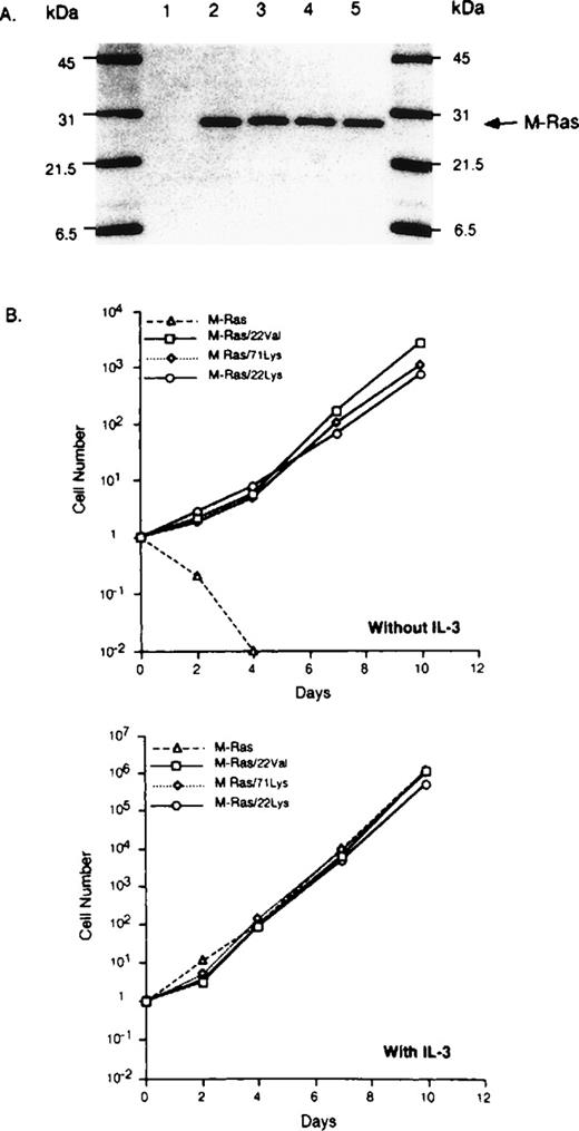 Fig. 10. Activated M-Ras induces cytokine-independent proliferation. (A) BaF-3 transfected cells with empty vector (lane 1), wild-type M-Ras (lane 2), constitutively activated M-Ras/22Val (lane 3), M-Ras/22Lys (lane 4), or M-Ras/71Lys (lane 5) were lysed and analyzed by SDS-PAGE (14% acrylamide, 2 × 105 cells per lane). M-Ras proteins were detected by immunoblotting. (B) Transfected BaF3 cells (105 per well) were cultured with or without IL-3 (200 U/mL). Cells were counted and sequentially diluted as appropriate. The results represent the mean of 2 separate cultures that varied by less than 10%.