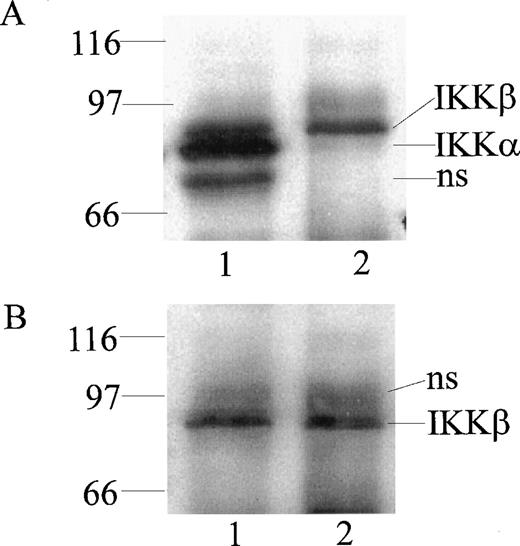 Fig. 1. Detection of IKK and IKKβ in human monocytic THP-1 cells by immunoprecipitation and immunoblotting. Cytoplasmic lysates from unstimulated cells were immunoprecipitated with anti-IKK NH2-terminal peptide antibody (lane 1) and anti-IKKβ COOH-terminal peptide antibody (lane 2). Immunoprecipitated proteins were resolved by (A) SDS-PAGE and immunoblotted with anti-IKK NH2-terminal peptide antibody, with (B) anti-IKKβ COOH-terminal peptide antibody (NS represents nonspecific band).