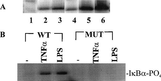 Fig. 2. Stimulus-dependent activation of IKK and IKKβ in human monocytic THP-1 cells. (A) Nonstimulated cells (lanes 1, 4), TNF-–stimulated (100 U/mL)(5 minutes) cells (lanes 2, 5), and LPSE coli 0127:B8 (1 μg/mL)-stimulated (30 minutes) cells (lanes 3, 6). Lanes 1-3 represent immunoprecipitates obtained with anti-IKK antibody; and lanes 4-6 represent immunoprecipitates obtained with anti IKKβ antibody. The IKK kinase assay was done as described in Materials and Methods by using IκB-GST fusion protein as the substrate. (B) IKK and IKKβ activity toward wild type IκB substrate and IκB mutant (S32A and S36A) substrate prepared as GST fusion proteins. The cells were stimulated with TNF- (100 U/mL) for 5 minutes and with LPS (1 μg/mL) for 30 minutes.