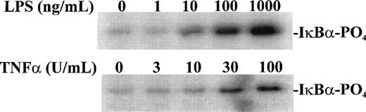 Fig. 3. Concentration-dependent activation of IKK and IKKβ by LPS and TNF-. Human monocytic THP-1 cells were stimulated with increasing concentrations of LPS for 30 minutes or TNF- for 5 minutes and cytoplasmic lysates were prepared with anti-IKK antibody. The IKK kinase assay was done as described in Materials and Methods; the substrate was a fusion protein made of wild-type IκB (amino acids 1-54) and GST.