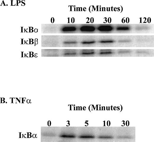 Fig. 5. Time course of LPS-induced activation of IKK and IKKβ as compared with that induced by TNF-. (A) LPS-induced phosphorylation of 1μg IκB-GST, IκBβ-GST, and IκBɛ-GST fusion proteins; (B) TNF-–induced phosphorylation of IκB-GST fusion protein. The IKK kinase assay was done as specified in Materials and Methods and the kinase complex was immunoprecipitated with anti-IKK antibody.