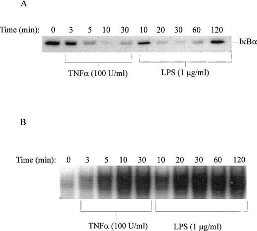 Fig. 6. Time course of LPS-induced degradation of IκB and nuclear import of NF-κB. (A) Immunoblotting of IκB in nonstimulated (time 0) and TNF-–stimulated or LPS-stimulated THP-1 cells. (B) Electrophoretic mobility shift assay of NF-κB in nuclear fractions isolated from nonstimulated (time 0) and TNF-–stimulated or LPS-stimulated THP-1 cells. LPS from E coli 0127:B8 was used in concentration of 1 μg/mL and TNF- at 100 U/mL.