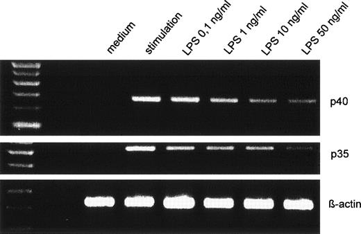 Fig. 5. Dose-dependent suppression of p40 and p35 mRNA expression by LPS pretreatment. Human monocytes were preincubated with varying concentrations of LPS before stimulation with IFN-γ/LPS for 5 hours. Amplified cDNA fragments for β-actin, p40, and p35 were resolved on a 2% agarose gel and visualized by ethidium bromide. The amplified cDNA fragments had the expected lengths of 290 bp for p40, 414 bp for p35, and 225 bp for β-actin.