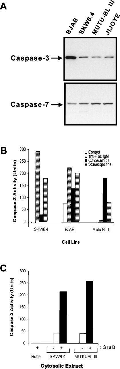 Fig. 3. Downstream caspases are present and functional in BL cell lines. (A) Immunoblot analysis for caspase-3 (Yama/CPP32) and caspase-7 (ICE-LAP3). Whole-cell lysates (50 μg) were separated on 15% SDS-PAGE gels under reducing conditions and immobilized on nitrocellulose membranes. Caspase-3 and caspase-7 were detected with anti-CPP32 and anti-ICE-LAP3 p20 antibodies, respectively, followed by development with chemiluminescence. (B) Caspase-3 can be activated in Fas-resistant BL cells. Cells (2 × 106; 5 × 105/mL) were left untreated (control, □) or treated with anti-Fas IgM (▨), C2-ceramide (▪), and staurosporine (▤). Nuclei-free lysates were made from each sample and used in DEVD-pNA cleavage assays. Controls for nonspecific protease activity were obtained by preincubating one set of staurosporine-induced cell lysates with the caspase-3 inhibitor DEVD-fmk (5 μmol/L) for 30 minutes at 37°C before addition of the substrate. Absorbance was read at 405 nm. Caspase activity is expressed in units with 1 unit being the amount of enzyme activity liberating 1 pmol of pNA per minute. (C) Induction of caspase-3 activity in resistant cell lysates by granzyme B. Cleavage assays were performed as in (B) with naı̈ve cell lysates of SKW6.4 and Mutu-BL III cultures. Before performing the cleavage assay, lysates were preincubated for 30 minutes at 37°C in the absence (−, □) or presence (+, ▪) of 5 U of granzyme B (GraB). Reactions performed without cytosolic extract (buffer) showed the failure of granzyme B to independently use DEVD-pNA as a substrate.