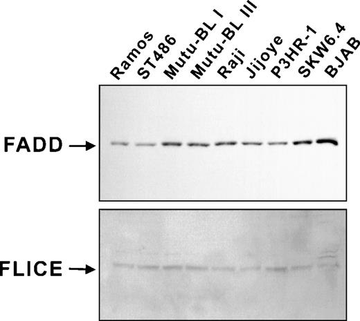 Fig. 4. DISC components are present in Fas-resistant cell lines. Expression of FADD and caspase-8 was assessed by immunoblot analysis as described in Materials and Methods.