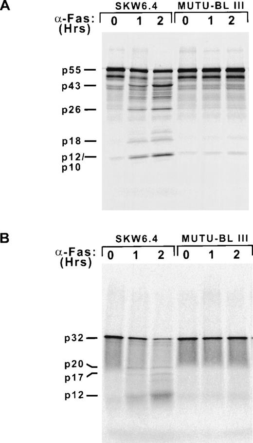 Fig. 5. Caspase-8 and caspase-3 are not activated in Fas-stimulated BL cells. Cytosolic extracts made from untreated (0) and Fas-induced (1 and 2 hours) SKW6.4 and Mutu-BL III cells.35S-labeled caspases were generated by coupled in vitro transcription/translation driven by the T7 promoter of the pcDNA3 expression construct. Cleavage reactions were initiated by combining labeled (A) caspase-8 or (B) caspase-3 with the cytosolic extracts (25 μg) and incubated at 37°C for 2 hours. Reactions were terminated by the addition of Laemmli sample buffer and subjected to 15% SDS-PAGE and autoradiography.