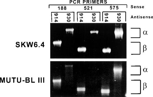 Fig. 6.  and β Caspase-8 (FLICE/MACH) isoforms are expressed in both Fas-susceptible and -resistant cell lines. First-strand cDNA was prepared from total RNA isolated from the indicated cell lines. Amplification reactions were performed with the indicated sense primers complimentary to sequences shared by both  and β isoforms and isoform-specific antisense primers. Products were then separated on 1.2% TAE-ethidium bromide agarose gels and photographed.