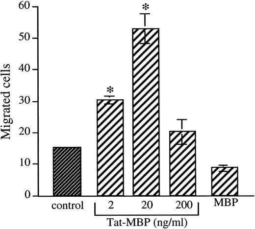 Fig. 1. Induction of AS283 lymphoma cell motility by Tat-MBP. Motility response of AS283 lymphoma cells to increasing amounts of Tat-MBP (2 to 200 ng/mL). Control medium, Tat-MBP, and MBP were used as attractants in the presence of heparin (0.5 μg/mL). Data are expressed as the number of migrated cells in 20 high-power fields. Columns, mean of three replicates and representative of 1 out of 3 experiments; bars, SD. *P < .001 compared with control.