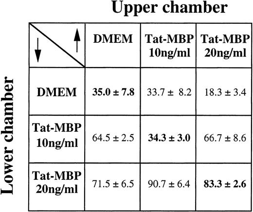 Fig. 2. Checkerboard analysis of AS283 motility response to Tat-MBP. Different gradient conditions were obtained by adding the indicated concentrations of Tat-MBP to the upper and lower compartments of the Boyden chamber. Cells, in the upper compartment, were exposed to conditions of null gradient (same concentration of Tat-MBP in the upper and lower compartments, diagonal), positive gradients (higher concentrations of Tat-MBP in the lower compartment, below the diagonal), or negative gradients (higher concentrations of Tat-MBP in the upper compartment, above the diagonal). Data are expressed as the number of migrated cells in 20 high-power fields (mean and SD of triplicates).