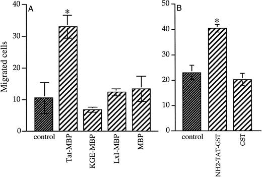 Fig. 3. Chemotactic activity of mutated Tat proteins. (A) Inhibition of AS283 lymphoma cell motility by mutated Tat-MBP proteins. KGE-MBP and LxI-MBP proteins are mutated, respectively, in the RGD and basic domain of Tat. (B) AS283 lymphoma cell motility induced by a Tat protein mutated in the N-terminal domain. Each protein was tested at the concentration of 20 ng/mL. MBP or GST alone were used at the equimolar concentration. Data are expressed as the number of migrated cells in 20 high-power fields. Columns, mean of three replicates and representative of 1 out of 3 experiments; bars, SD. *P < .05 compared with corresponding control.