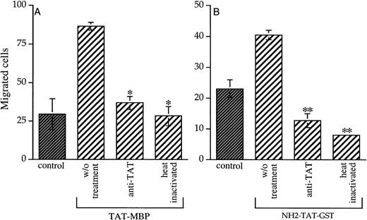 Fig. 4. Inactivation of chemotactic activity of Tat. Monoclonal antibodies against Tat (dilution 1:50) were mixed with Tat proteins, or Tat proteins were boiled for 10 minutes and then added to the lower compartment of the chamber. Tat-MBP and NH2-Tat-GST were used in (A) and (B), respectively. Each protein was tested at the concentration of 20 ng/mL. Data are expressed as the number of migrated cells in 20 high-power fields. Columns, mean of 3 replicates (and representative of 1 out of 2 experiments done); bars, SD. *P< .001 compared with Tat-MBP without treatment, **P < .05 compared with NH2-Tat-GST without treatment.