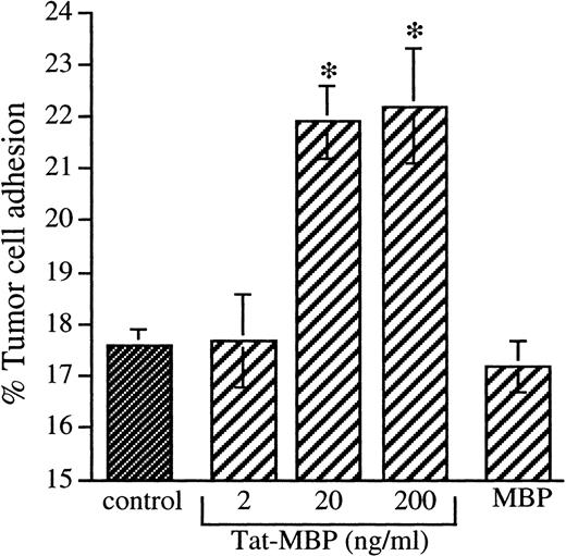 Fig. 5. Adhesion of AS283 lymphoma cells to endothelial cells activated with Tat-MBP. AS283 lymphoma cell adhesion was tested on EC activated with different concentrations of Tat-MBP. EC were treated with medium alone (control), Tat-MBP (20 to 200 ng/mL), or equimolar concentration of MBP. EC were activated for 4 hours, and adhesion of AS283 lymphoma cells was evaluated after 30 minutes. Results show attached cells as a percentage of total added cells. Columns, mean of three replicates and representative of 1 of 3 experiments; bars, SD. *P < .01 compared with control.
