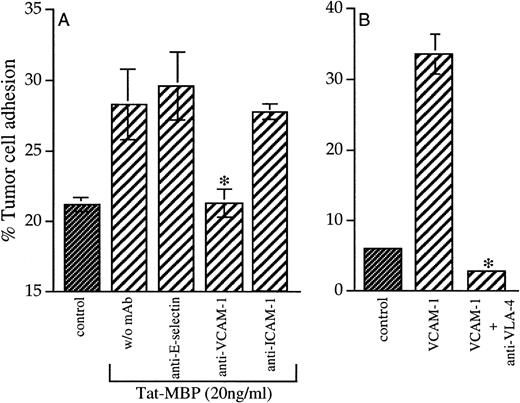 Fig. 6. (A) Inhibition of AS283 lymphoma cell adhesion to Tat-activated EC. EC were treated for 4 hours with medium alone (control) or Tat-MBP (20 ng/mL) and thereafter incubated with antibodies against the adhesion molecules E-selectin, VCAM-1, and ICAM-1. Adhesion of AS283 lymphoma cells was evaluated after 30 minutes. (B) AS283 lymphoma cell adhesion to VCAM-1. Wells were coated with 5 μg/mL VCAM-1 or buffer only (control). AS283 cells treated or not with antibodies against VLA-4 were incubated on soluble VCAM-1–coated plastic for 30 minutes. Results show the attached cells as a percentage of total cells added. Columns, mean of three replicates and representative of 1 of 3 experiments; bars, SD. *P< .05 compared with EC treated with Tat-MBP without MoAb (A) or to VCAM-1 (B).