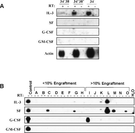 Fig. 4. Growth-factor mRNA expression in AML blasts. RT-PCR was used to generate total cDNA from AML samples. (A) Southern blots of total cDNA from the CD34+CD38−, CD34+CD38+, and CD34−fractions of cells from pt 8 in Table 1 hybridized with probes specific for IL-3, SF, G-CSF, GM-CSF and, as a positive control, β-actin. IL-3 expression was detected in all 3 subpopulations. SF, G-CSF, and GM-CSF expression was undetectable. RT, reverse transcriptase. (B) Total cDNA from 15 AML samples was subjected to a second round of PCR using cytokine specific primers. Patients A through H showed less than 10% human AML cells in mouse marrow 8 weeks after injection of 107 cells; patients I through O showed greater than 10% human AML cells in mouse marrow under the same conditions. For each cytokine, the positive control was a murine cell line transfected with the corresponding human cytokine cDNA. Southern blots of PCR products were hybridized with the corresponding cytokine-specific probes. Expression of 1 or more cytokines was detected in 2 of the 8 samples shown that achieved less than 10% engraftment, and in 5 of the 7 samples shown that achieved greater than 10% engraftment. In a separate experiment, 2 additional samples with less than 10% engraftment showed no detectable growth-factor expression while 1 sample with greater than 10% engraftment showed expression of G-CSF message.