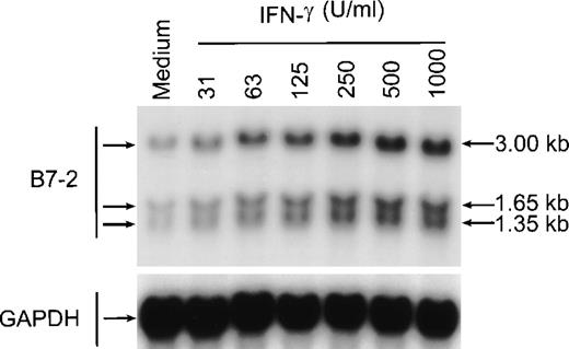 Fig. 2. B7-2 mRNA expression is enhanced in a dose-dependent manner by IFN-γ. MM6 cells were cultured for 18 hours in the absence or presence of increasing concentrations of IFN-γ. Total cellular RNA was extracted and analyzed by Northern blot for B7-2 mRNA expression. The same membrane was rehybridized with GAPDH to control that equal amounts of RNA were loaded in each lane. Data shown are from 1 representative experiment of 2 performed. Northern blot analysis for B7-2 mRNA expression (upper panel). Quantitative analysis of B7-2 mRNA expression (lower panel). As described in Materials and Methods, the bands’ intensities were normalized to the GAPDH housekeeping gene control, and the graph was generated with the relative values obtained after normalization.