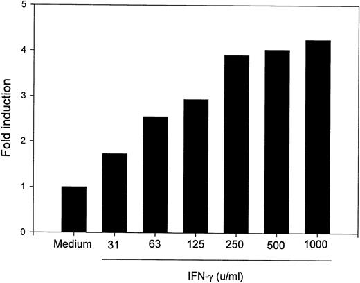 Fig. 2. B7-2 mRNA expression is enhanced in a dose-dependent manner by IFN-γ. MM6 cells were cultured for 18 hours in the absence or presence of increasing concentrations of IFN-γ. Total cellular RNA was extracted and analyzed by Northern blot for B7-2 mRNA expression. The same membrane was rehybridized with GAPDH to control that equal amounts of RNA were loaded in each lane. Data shown are from 1 representative experiment of 2 performed. Northern blot analysis for B7-2 mRNA expression (upper panel). Quantitative analysis of B7-2 mRNA expression (lower panel). As described in Materials and Methods, the bands’ intensities were normalized to the GAPDH housekeeping gene control, and the graph was generated with the relative values obtained after normalization.
