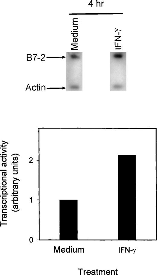 Fig. 5. IFN-γ augments B7-2 gene transcription. MM6 cells (5 × 107 cells/point) were treated with medium alone or with 500 U/mL of IFN-γ. Nuclei were isolated at the indicated time points, and the rate of transcription of the B7-2 gene was then assessed by nuclear run-on analysis as described in Materials and Methods. Data presented are from 1 of 2 similar experiments. The graph was generated as described in Materials and Methods, with the relative values obtained after normalization of the bands’ intensities to the respective amounts of β-actin.