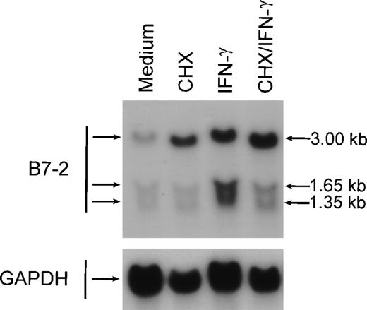 Fig. 7. De novo protein synthesis is not required for the IFN-γ–induced enhance expression of B7-2 mRNA. MM6 cells were incubated for 12 hours in the absence or presence of 500 U/mL of IFN-γ and in the absence or presence of 10 μg/mL of CHX. Total cellular RNA was extracted and analyzed by Northern blot for B7-2 mRNA expression (upper panel). Data shown are from 1 of 3 similar experiments. The graph represents the quantitative analysis of B7-2 mRNA expression (lower panel). As stated in Materials and Methods, the bands’ intensities were normalized to the GAPDH housekeeping gene control, and the graph was generated with the relative values obtained after normalization.