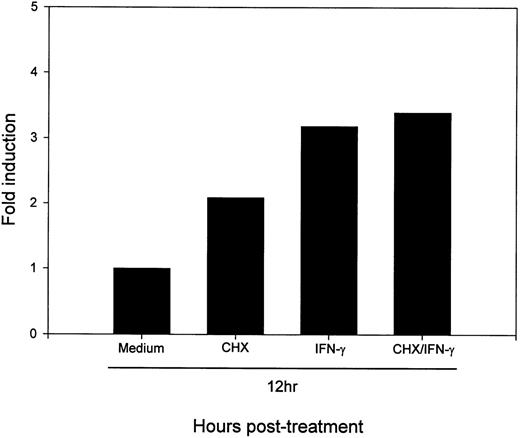 Fig. 7. De novo protein synthesis is not required for the IFN-γ–induced enhance expression of B7-2 mRNA. MM6 cells were incubated for 12 hours in the absence or presence of 500 U/mL of IFN-γ and in the absence or presence of 10 μg/mL of CHX. Total cellular RNA was extracted and analyzed by Northern blot for B7-2 mRNA expression (upper panel). Data shown are from 1 of 3 similar experiments. The graph represents the quantitative analysis of B7-2 mRNA expression (lower panel). As stated in Materials and Methods, the bands’ intensities were normalized to the GAPDH housekeeping gene control, and the graph was generated with the relative values obtained after normalization.