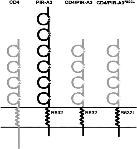 Fig. 1. Schematic diagram of CD4/PIR-A3 chimeric receptors. The four Ig-like extracellular domains of human CD4 were linked to the transmembrane and cytoplasmic domains of murine PIR-A3. The transmembrane region of PIR-A3 contains a positively charged arginine at position 632. The gray and black areas represent human CD4 and murine PIR-A3, respectively.