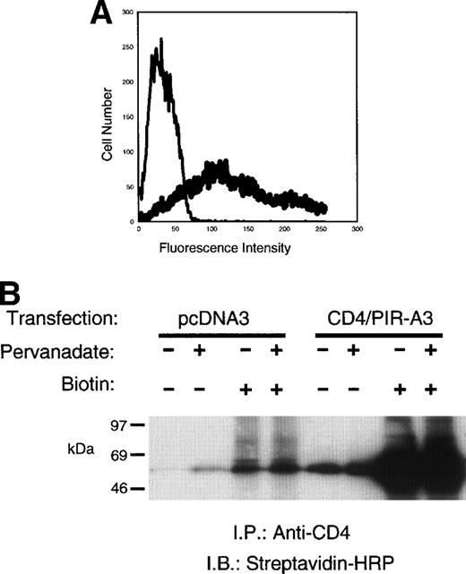 Fig. 2. CD4/PIR-A3 is expressed on 293T cells and is recognized by anti-human CD4. (A) Expression of CD4/PIR-A3 in 293T cells. 293T cells were transfected with 0.5 μg of either pcDNA3 (thin trace) or CD4/PIR-A3 (thick trace) cDNA. Twenty-four hours after transfection, the cells were labeled with PE-conjugated anti-human CD4 for flow cytometric analysis. (B) Anti-CD4 immunoprecipitates CD4/PIR-A3. Twenty-four hours after transfection, 293T cells were surface labeled with biotin followed by pervandate stimulation, as indicated. The cells were lysed in a buffer containing 1% TTX-100, and lysates were immunoprecipitated with anti-CD4. Immune complexes were eluted in reducing Laemmli sample buffer, separated by 8% to 16% SDS-PAGE, and detected with SA-HRP and ECL.