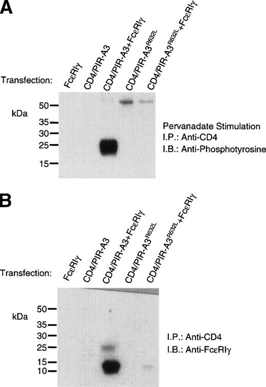 Fig. 4. FcɛRIγ associates with CD4/PIR-A3 via Arg632 in 293T cells. 293T cells were transfected with 500 ng of pcDNA3, CD4/PIR-A3, or CD4/PIR-A3R632L cDNA in the absence or presence of 500 ng of FcɛRIγ DNA. (A) A tyrosine phosphoprotein is associated with CD4/PIR-A3 after pervanadate stimulation. The transfected cells were stimulated with pervanadate and lysed in 1% Brij-96 buffer, and whole cell lysates were immunoprecipitated with anti-CD4. Immune complexes were eluted in nonreducing Laemmli sample buffer and separated by 8% SDS-PAGE followed by immunoblotting with antiphosphotyrosine. (B) FcɛRIγ associates with CD4/PIR-A3 via Arg632 in 293T cells. The transfected cells were lysed and processed as above, using reducing Laemmli sample buffer followed by separation with 4% to 20% SDS-PAGE and immunoblotting with antimurine FcɛRIγ.