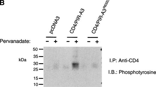 Fig. 5. CD4/PIR-A3 is expressed and associates with FcɛRIγ in ANA-1 stable transfectants. (A) ANA-1 express CD4/PIR-A3 and CD4/PIR-A3R632L. ANA-1 macrophages were transfected with pcDNA3 (thin traces), CD4/PIR-A3 (left panel, thick trace), or CD4/PIR-A3R632L (right panel, thick trace) expression vectors, as described in Materials and Methods. Clones were screened for expression using PE-conjugated anti-human CD4. (B) CD4/PIR-A3 is associated with a tyrosine phosphoprotein after pervanadate stimulation in ANA-1. ANA-1 clones (5 × 106 cells/point) were stimulated in the absence or presence of pervanadate followed by lysis in 1% Brij-96 buffer. Whole cell lysates were immunoprecipitated with anti-human CD4 and eluted in nonreducing Laemmli sample buffer. Immune complexes were separated by 4% to 20% SDS-PAGE and immunoblotted with antiphosphotyrosine. (C) FcɛRIγ associates with CD4/PIR-A3 via Arg632. ANA-1 clones (25 × 106 cells/point) were lysed and processed as above, using reducing Laemmli sample buffer followed by separation with 4% to 20% SDS-PAGE and immunoblotting with antimurine FcɛRIγ.