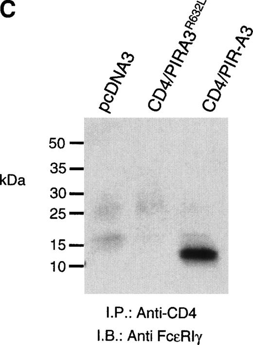 Fig. 5. CD4/PIR-A3 is expressed and associates with FcɛRIγ in ANA-1 stable transfectants. (A) ANA-1 express CD4/PIR-A3 and CD4/PIR-A3R632L. ANA-1 macrophages were transfected with pcDNA3 (thin traces), CD4/PIR-A3 (left panel, thick trace), or CD4/PIR-A3R632L (right panel, thick trace) expression vectors, as described in Materials and Methods. Clones were screened for expression using PE-conjugated anti-human CD4. (B) CD4/PIR-A3 is associated with a tyrosine phosphoprotein after pervanadate stimulation in ANA-1. ANA-1 clones (5 × 106 cells/point) were stimulated in the absence or presence of pervanadate followed by lysis in 1% Brij-96 buffer. Whole cell lysates were immunoprecipitated with anti-human CD4 and eluted in nonreducing Laemmli sample buffer. Immune complexes were separated by 4% to 20% SDS-PAGE and immunoblotted with antiphosphotyrosine. (C) FcɛRIγ associates with CD4/PIR-A3 via Arg632. ANA-1 clones (25 × 106 cells/point) were lysed and processed as above, using reducing Laemmli sample buffer followed by separation with 4% to 20% SDS-PAGE and immunoblotting with antimurine FcɛRIγ.