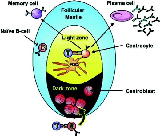 Fig. 1. Functional regions of peripheral lymphoid follicles. (Adapted from Liu and Banchereau.1)