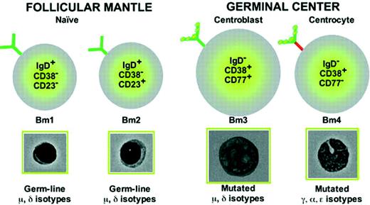 Fig. 2. Phenotypic characteristics of peripheral follicular lymphocytes.