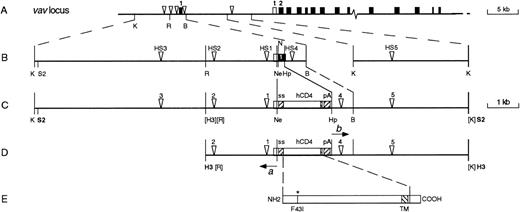 Fig. 1. Relationship of the vav-hCD4 transgenes to thevav locus. (A) 5′ end of the mouse vav locus showing the 5 hematopoietic-specific HS sites (▿) surrounding exon 1 (▪), as well as a testis-specific promoter (t) near exon 2 (see Discussion). (B) Expanded map of the vav regions used in the transgenes, with the untranslated portion of exon 1 shown unfilled. (C) The HS321/45 vav-hCD4 transgene. (D) The HS21/45 transgene, showing 2 PCR primers (a and b) used in its construction (see Materials and Methods). (E) The mutant hCD4 protein from which the reporter was derived. ss, splice sites; pA, polyadenylation region F43I, the mutated extracellular residue; TM, transmembrane region. Restriction sites are K, Kpn I; R,EcoRI; B, BamHI; S2, Sac II; N, Nco I; Ne, Nae I; Hp, Hpa I; H3, HindIII; those in parentheses have been destroyed, whereas those in bold were used to excise the transgenes from the plasmid backbone; for more detailed maps, see Ogilvy et al.11