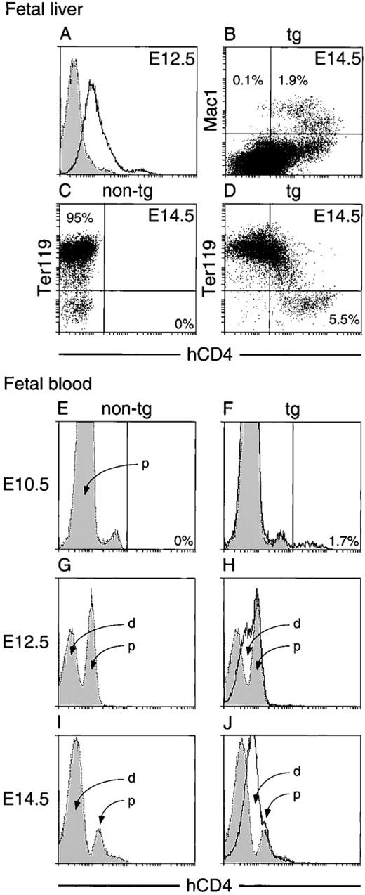Fig. 5. Flow cytometric assay for hCD4 expression in fetal liver (A through D) and fetal blood (E through J). (A) Viable liver cells at E12.5 from a vav-hCD4 fetus (unbroken line) or a nontransgenic littermate (dotted line and shading). (B) Transgenic E14.5 liver, also analyzed for Mac-1. (C) Nontransgenic and (D) transgenic cells at E14.5, also analyzed for Ter119. (E, G, and I) Nontransgenic and (F, H, and J) transgenic blood (unbroken lines), superimposed on the nontransgenic profiles (dotted lines and shading). d indicates the presumptive definitive erythroid population and p the primitive one. In (E), the unidentified second, very small peak (∼2% of cells) probably represents larger, nonerythroid cells. Results in (A) are representative of analyses on more than 15 of each genotype, (B through D) on at least 3 transgenic and 5 nontransgenic littermates, and (E through J) on 15 to 27 mice. All analyses were performed on mice of 1 HS21/45 and 2 HS321/45 lines. Exceptions were E12.5 fetal liver and blood, studied in 1 line for each transgene, and cell surface marker analysis, which was performed on mice of 1 HS21/45 line.