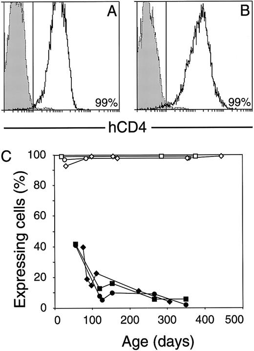 Fig. 7. Stability of vav-hCD4 transgene expression. hCD4 levels on viable peripheral blood leukocytes from individual HS21/45 mice, of 2 independent lines, at more than 1 year of age (A and B). The proportion of cells with transgene-associated fluorescence above that from a nontransgenic littermate (dotted and shaded histogram) is given. (C) Maintenance of full transgene activity in individual vav-hCD4mice (open symbols, representing 3 different lines) versus the decrease in mice of a typical vav-lacZ line (solid symbols).