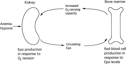 Fig. 1. Feedback loop responsible for the regulation of erythropoiesis.